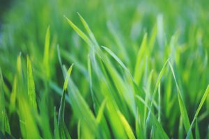 Ihr Rasen braucht im Frühjahr Pflege - rufen Sie uns an