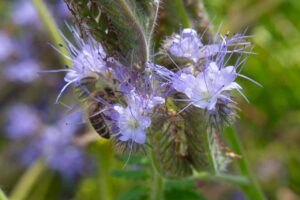 Die Biene ist glücklich.