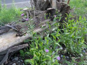 Garten Pfister biodiverse Garten Bahnhof Hedingen Juni 2024