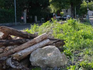 Garten Pfister biodiverse Garten Bahnhof Hedingen Juni 2024