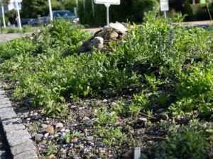 Garten Pfister biodiverse Garten Bahnhof Hedingen Juni 2024