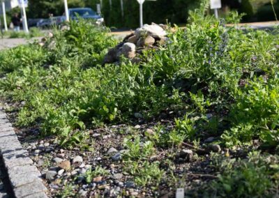 Garten Pfister biodiverse Garten Bahnhof Hedingen Juni 2024