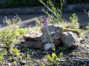 Garten Pfister biodiverse Garten Bahnhof Hedingen Juni 2024
