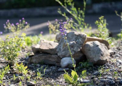 Garten Pfister biodiverse Garten Bahnhof Hedingen Juni 2024