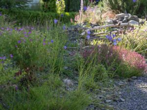 Garten Pfister biodiverse privatgarten Juni 2025