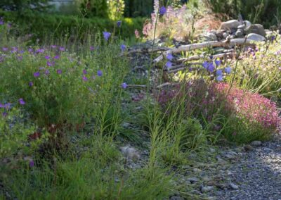 Garten Pfister biodiverse privatgarten Juni 2025