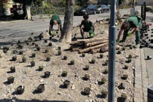 Bepflanzung April 2025 eines biodiversen Gartenbeetes am Bahnhof in Hedingen.