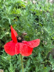 Garten Pfister biodiverse Garten Bahnhof Hedingen ende Juni 2025