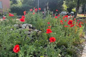 Garten Pfister biodiverse Garten Bahnhof Hedingen ende Juni 2025
