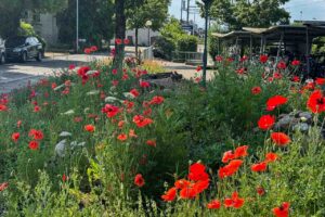Garten Pfister biodiverse Garten Bahnhof Hedingen ende Juni 2025