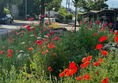 Garten Pfister biodiverse Garten Bahnhof Hedingen ende Juni 2025